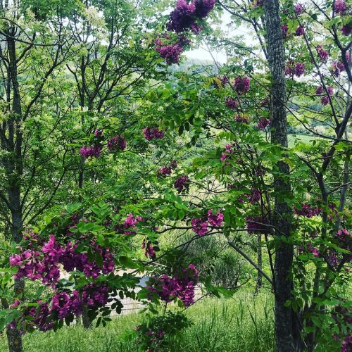 Alberi di acacia in fiore
